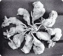 Пацюковий король король