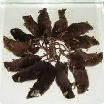 Пацюковий король пацюковий