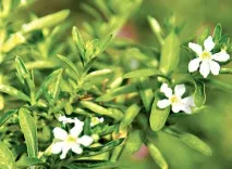 Куфея ісополистна куфея