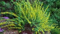 Кущник форзиція посадка та догляд у відкритому ґрунті з фото, розноження, обрізка та підготовка до зими кущник