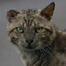 Легенда про безсмертного кота безсмертного