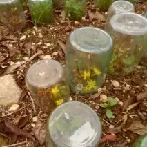 Кущник форзиція посадка та догляд у відкритому ґрунті з фото, розноження, обрізка та підготовка до зими посадка