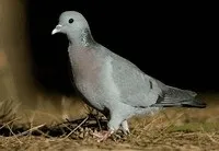 мисливські