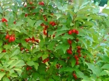 Лох багатоквітковий (Гумі) гумі