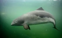 Морська свиня - Зовнішній вигляд морської свині - Особливості поведінки морських свиней морська