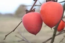мамі