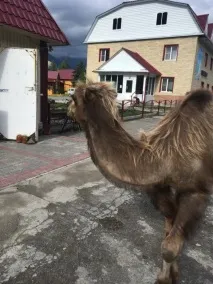 На Байкал через Монголію буде