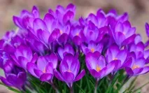 Багаторічні квіти для дачі – багаторічні весняні, літні, осінні квіти квіти