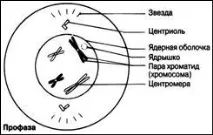 Мітоз – основний тип поділу із збереженням плоїдності веретена