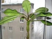 молочай