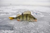 Мотиль і мормиш на риболовлі, Замятін Club риболовлі