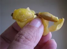 Натуральні інсектициди масло ним масло