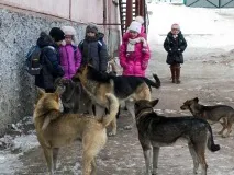 Народний кореспондент «Безпритульні собаки напали на дитину на території школи» напали