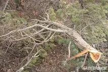 Не купуйте вироби з ялівцю, Зелений дім вироби