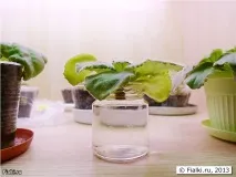 фіалки