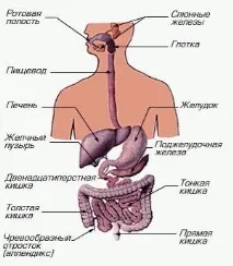 тоалетната