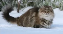 Норвезька лісова кішка фото, опис породи,характер, ціни породи