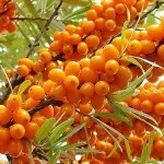 Обліпиха – корисні властивості ягід, листя, гілок листя