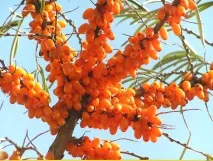 Обліпиха – корисні властивості ягід, листя, гілок листя