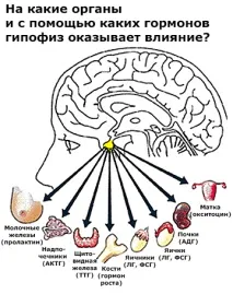 Пухлини гіпофіза симптоми та діагностика визначення