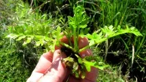 Папороть індійська (Ceratopteris thalictroides) - зміст, розмноження індійська