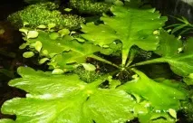 Папороть індійська (Ceratopteris thalictroides) - зміст, розмноження ceratopteris