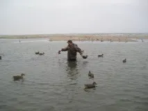 Полювання на качок з чучелами, фото та відео, опис чучелами