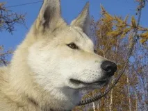 Полювання на глухаря восени глухаря