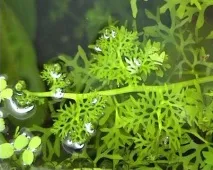 ПАПОРОТНИК ІНДІЙСЬКИЙ ВОДЯНИЙ (Ceratopteris thalictroides) - Домашній акваріум папоротник