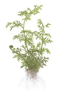 ПАПОРОТНИК ІНДІЙСЬКИЙ ВОДЯНИЙ (Ceratopteris thalictroides) - Домашній акваріум водяний