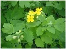 Народні засоби лікування щитовидної залози від вузлів засоби