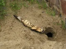 Перший незалежний форум про тхорів незалежний
