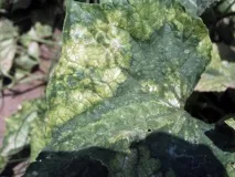 огірках