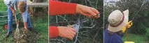 Парша як захистити врожай врожай