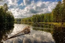 вікна
