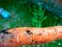Чому червива морква і як з цим боротися причини, що робити відео - eТеплица морква