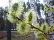 весняний