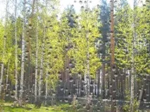 буде