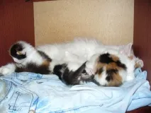 кішці