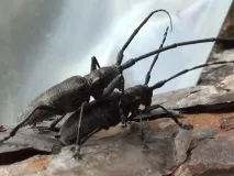 Підмосков’я атакує короїд короїд