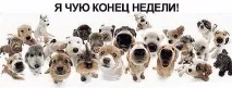 Допоможіть пояснити мухи не скривдить (фразеологізм), українська мова мухи