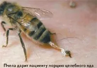 Після інсульту відродять бджоли після