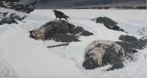 сані