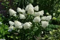 Reproducerea corectă a hortensiilor prin butași în videoclipul foto de primăvară