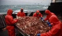краба
