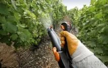 Профілактичні обробки винограду – коли як чим обробки