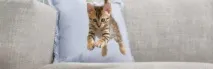 PRO PLAN для котів – сторінка 1 – котів