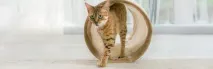 PRO PLAN для котів – сторінка 1 – plan