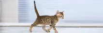 PRO PLAN для котів – сторінка 1 – plan