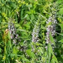 motherwort